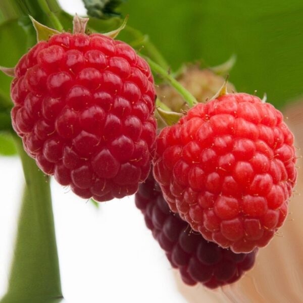 Новость Кузьмина3 image Новость Кузьмина3 Малина: Новость Кузьмина